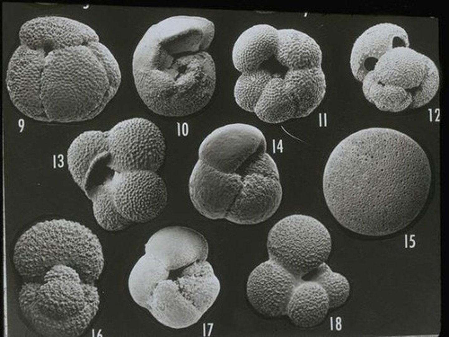 <p>Foraminifera, radiolarians, copepods, and krill.</p>