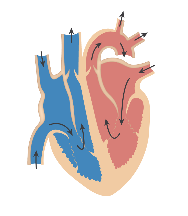 <p>Identify the structures within a heart diagram</p>
