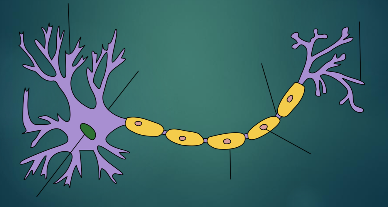<p>Parts of the neuron</p>