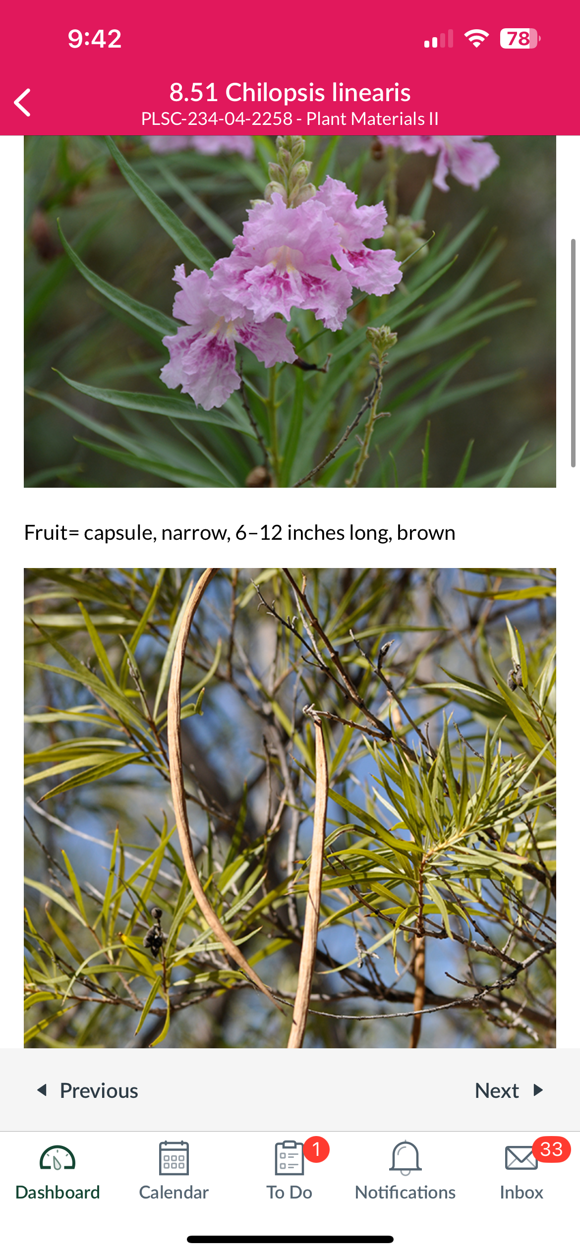 <p>Chilopsis linearis </p>