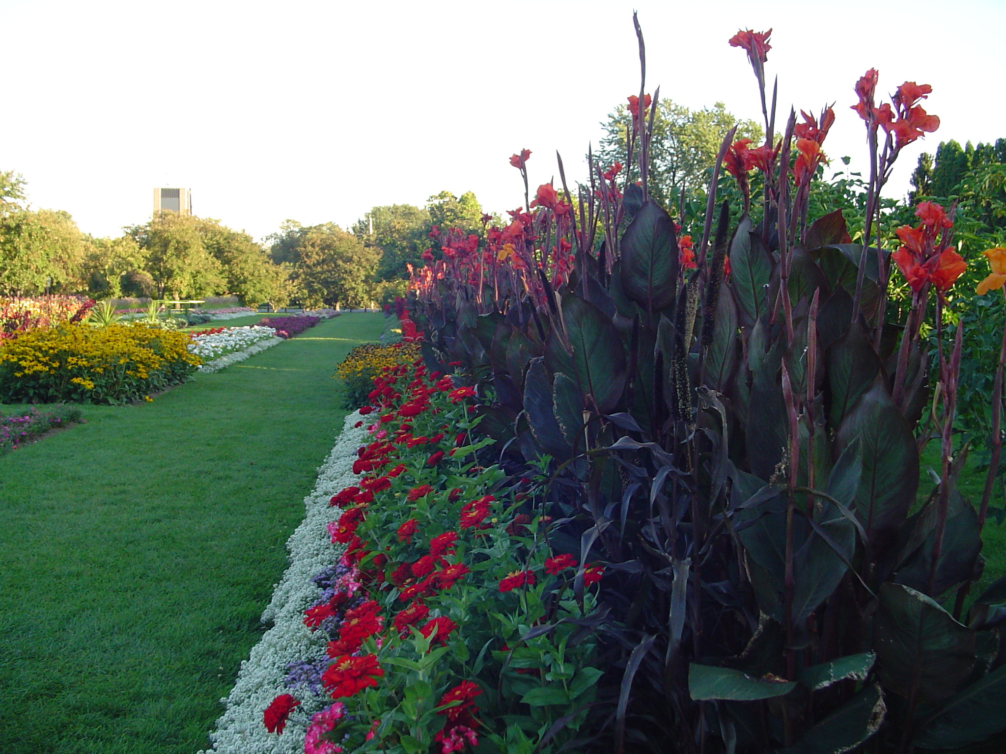 <p>Canna Lily</p>