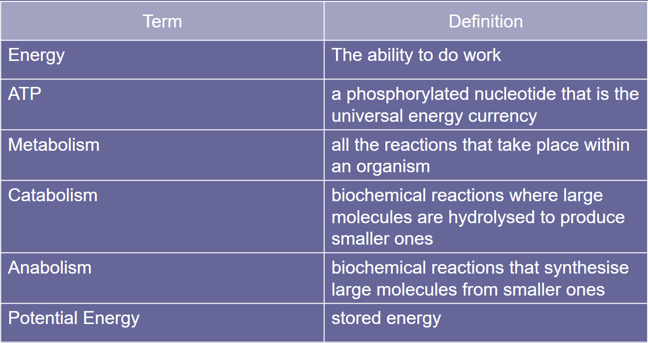 respiration key definitions