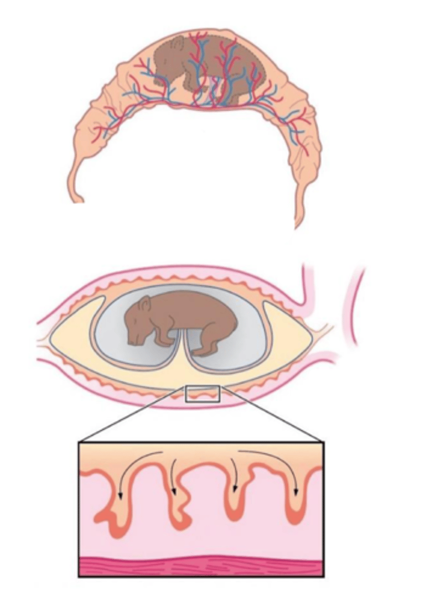 <p>diffuse epitheliochorial</p>