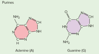 <p>Purines</p>