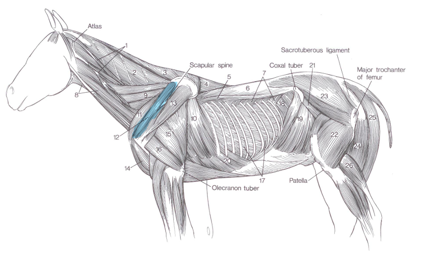<p>Name of highlighted muscle?</p>