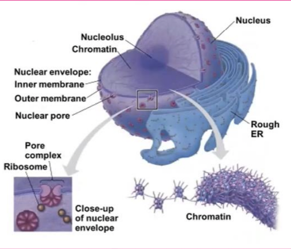 <p>contains most of the cell’s genes and is usually the most conspicuous organelle</p>