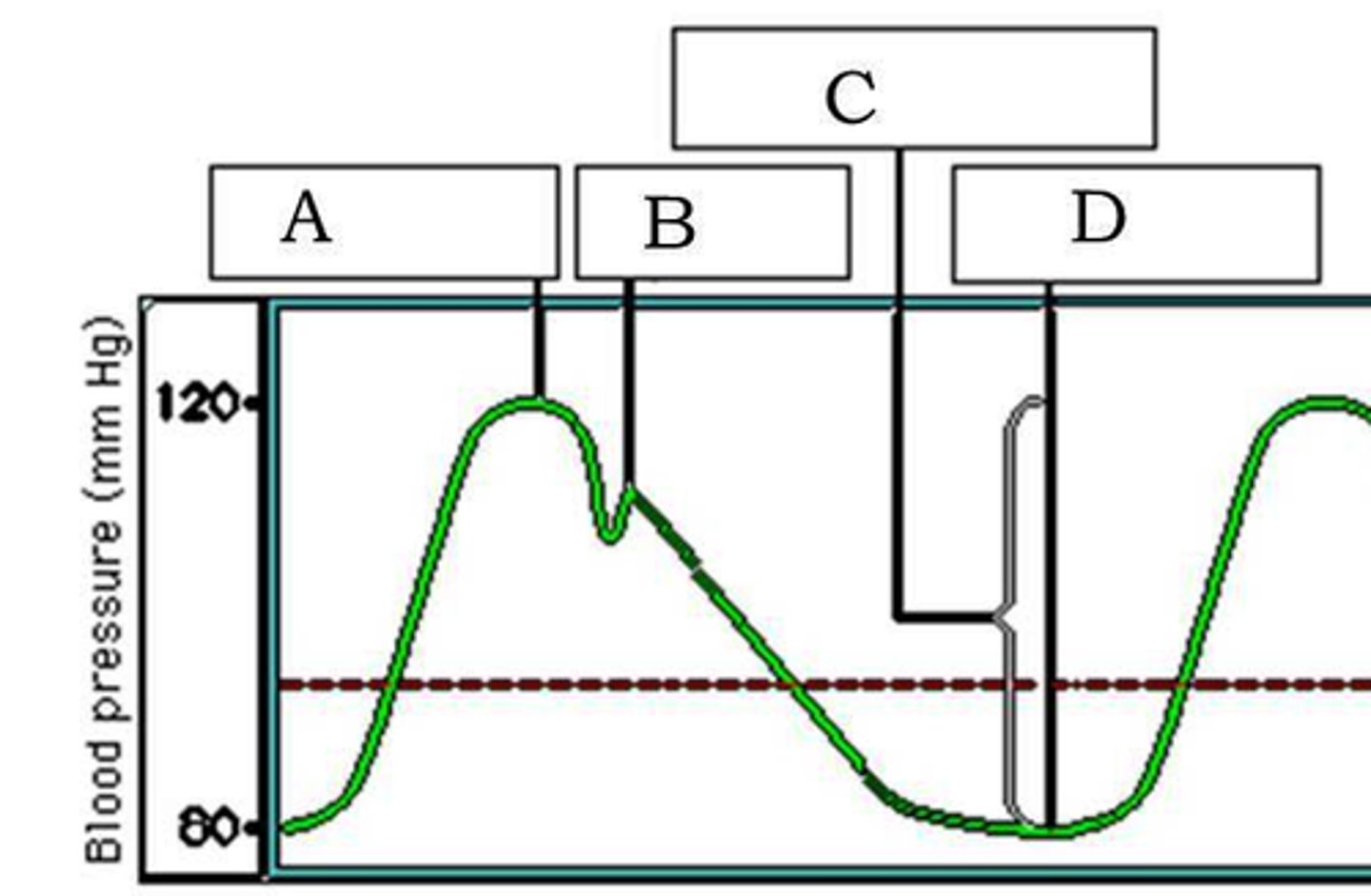 <p>ventricle relaxation (D)</p>