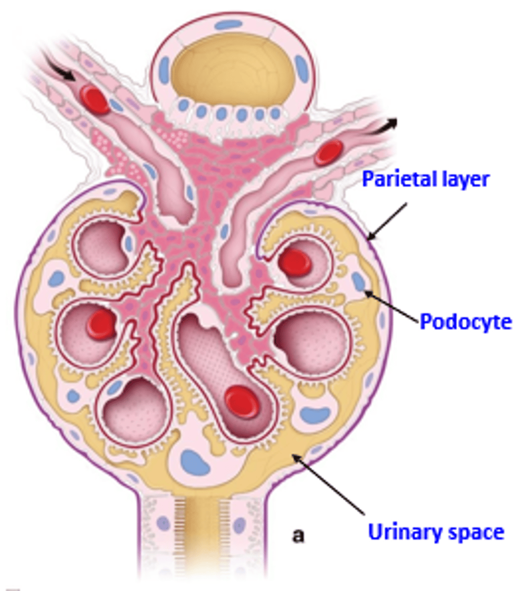 <p>1) parietal layer: simple squamous epithelium</p><p>2) visceral layer: branching epithelial podocytes</p>