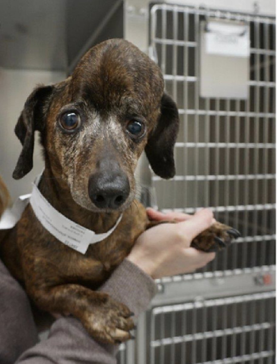 <p>What kind of rare tumor does this dog have that is affecting its skull- and looks like a popcorn call on rads?</p>