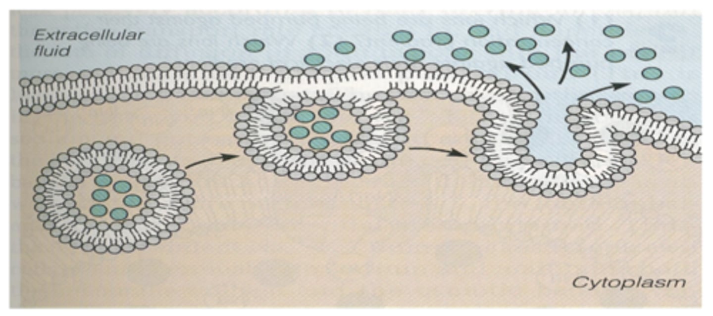 <p>What is Exocytosis? </p>