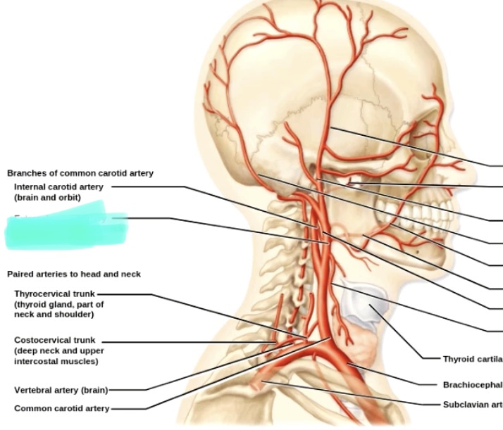 <p>Left external carotid artery</p>