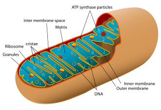 <p>Organelles known as the powerhouses of the cell, responsible for producing ATP through cellular respiration</p>