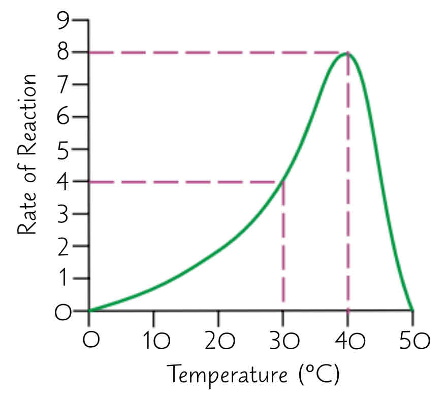 4.2 factors affecting enzyme activity Flashcards Knowt