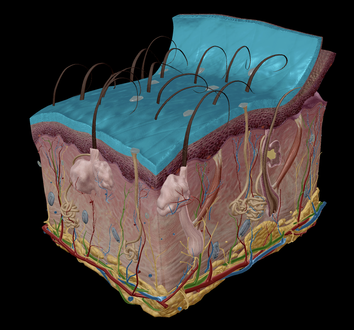 <p><em><u>‘Corneum’</u></em> - means “hardened”</p><ul><li><p>20-30 layers of <strong>dead keratinocytes</strong>, flat, dead cells</p></li><li><p>Once keratinocytes reach the stratum corneum, they <u>no longer receive blood supply</u>, eventually dying and hardening into the outer layer.</p><ul><li><p>Provides the skin keratin, contributing to the hard texture.</p></li></ul></li><li><p>Millions of dead cells shed every day</p><ul><li><p>e.g dandruff</p></li></ul></li></ul><p></p><p><strong><em><mark data-color="blue" style="background-color: blue; color: inherit;"><u>Epidermis is avascular, stratum corneum receives no nurtrients.</u></mark></em></strong></p><p></p>