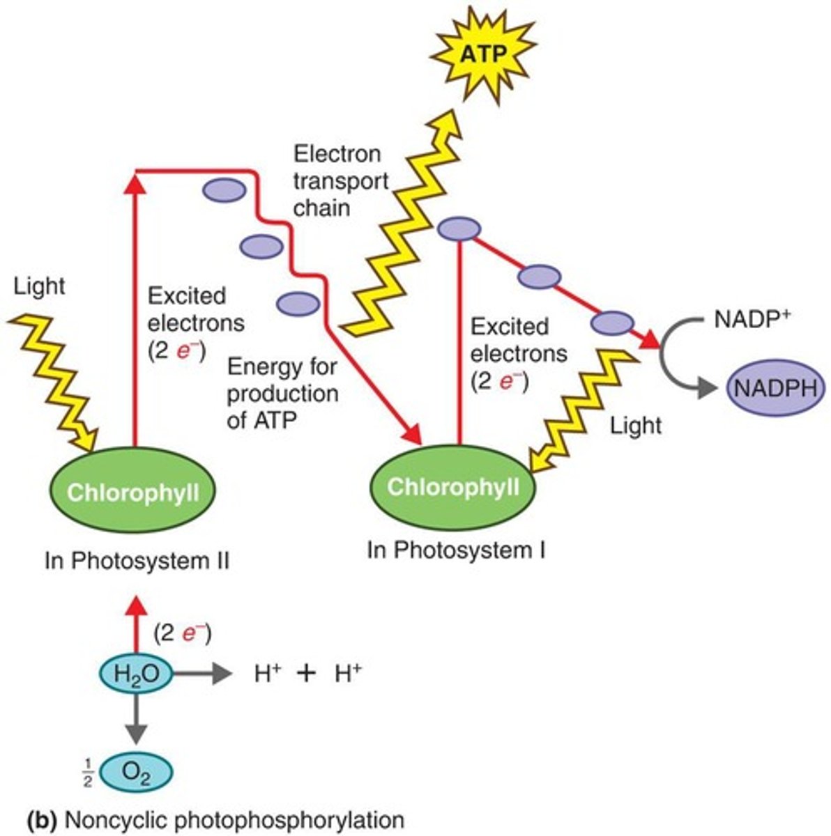 <p>Cyclic photophosphorylation recycles electrons, while noncyclic generates NADPH and ATP.</p>