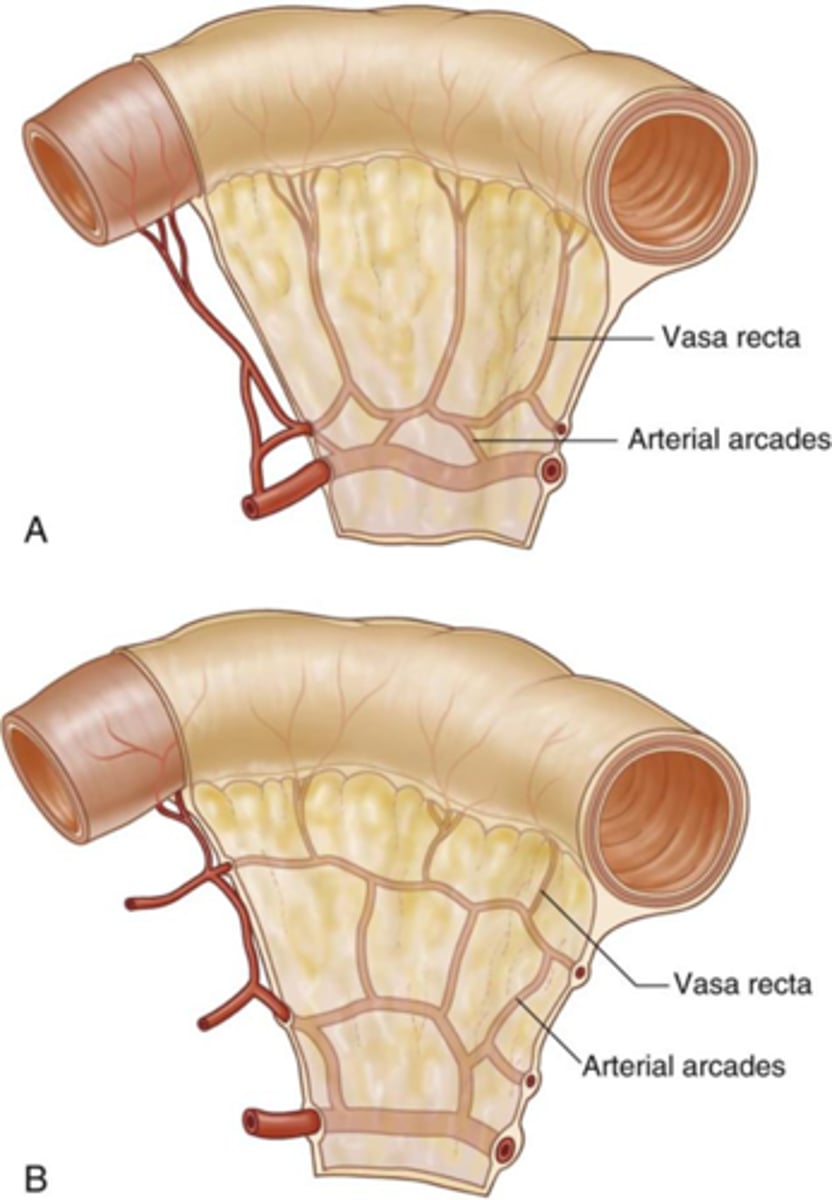 <p>Longer in jejunum, shorter in ileum</p>