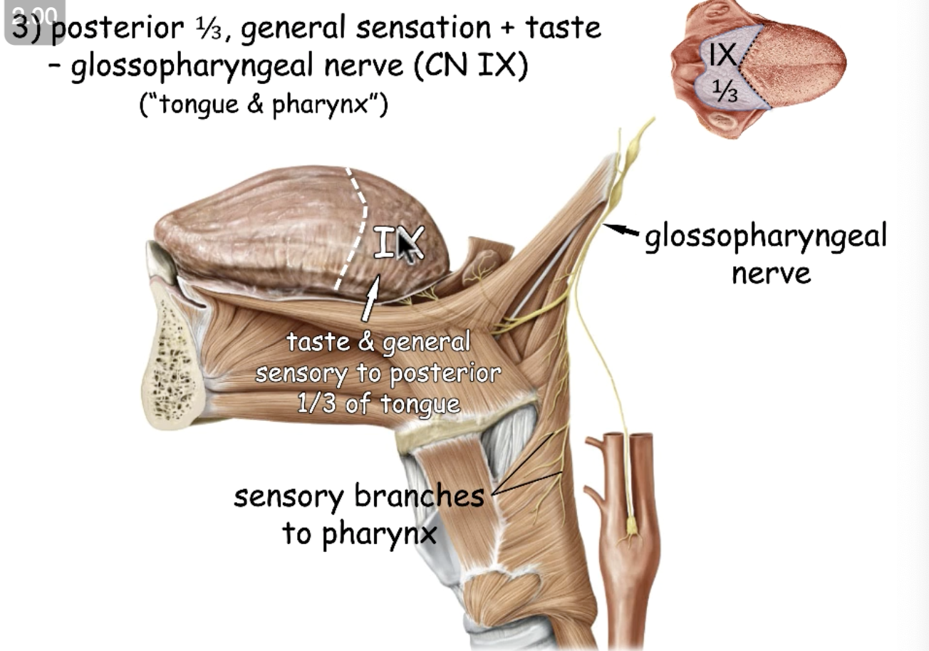 <p>CN IX</p>