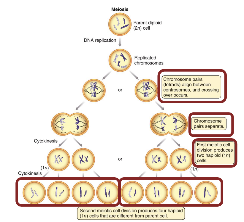 <ul><li><p>Different from <strong>mitosis</strong> (<strong><em>four cells</em></strong> from one original cell, but each has <strong><em>half</em></strong> the original cell’s quantity of DNA).</p></li><li><p>Achieved by one round of <strong><em>DNA replication</em></strong> followed by two rounds of <strong><em>cell division.</em></strong></p></li><li><p>Chances for <strong><em>genetic recombination:</em></strong></p><ul><li><p>Segregation of <strong><em>maternal/paternal </em></strong>chromosomes</p></li><li><p><strong><em>“Crossing over” </em></strong>between chromosomes prior to segregation</p></li></ul></li><li><p>Events ensure each haploid cell is <strong><em>genetically distinct,</em></strong> increasing chances for genetic variation in <strong><em>sexual reproduction.</em></strong></p></li></ul><p></p>