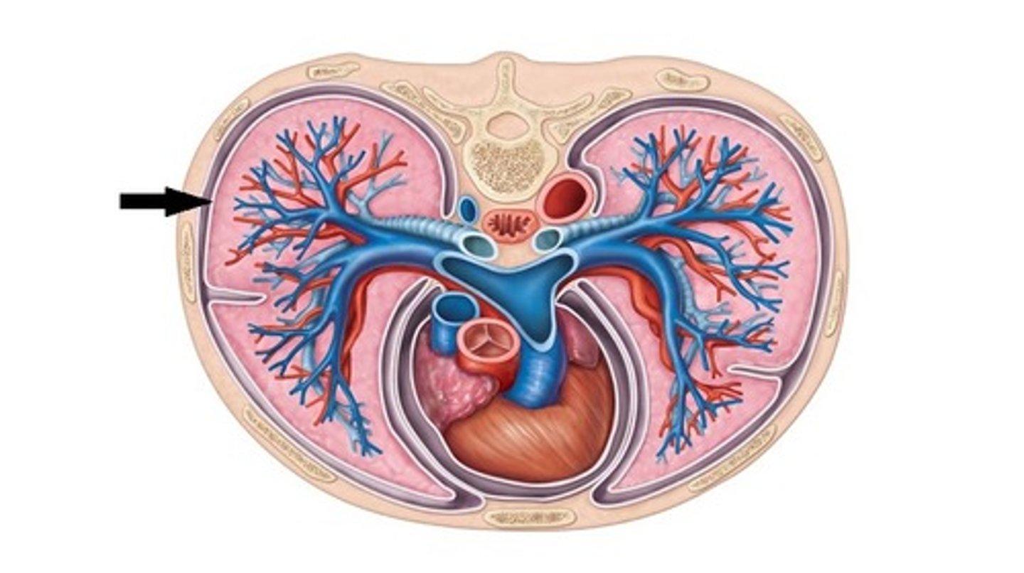 <p>Identify the membrane.</p>