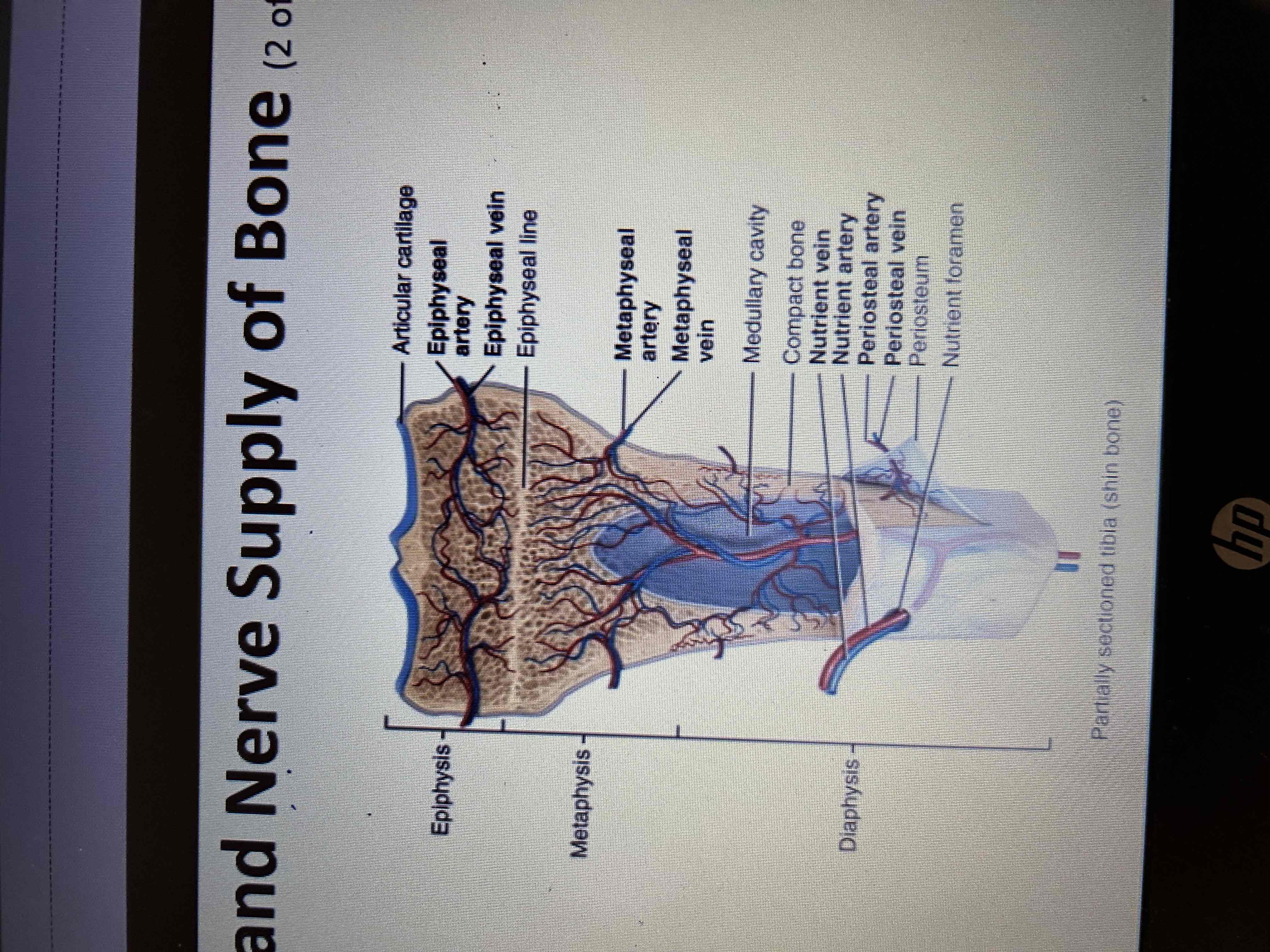 <p>Periosteel arteries and nutrition arteries </p>