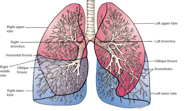 <ul><li><p>The <strong>right lung -&nbsp;</strong> has&nbsp;<strong>3 lobes</strong> separated by&nbsp;<strong>2 fissures</strong></p></li><li><p>The <strong>left lung -&nbsp;</strong> has&nbsp;<strong>2 lobes</strong> separated by&nbsp;<strong>1 fissure</strong></p></li></ul>