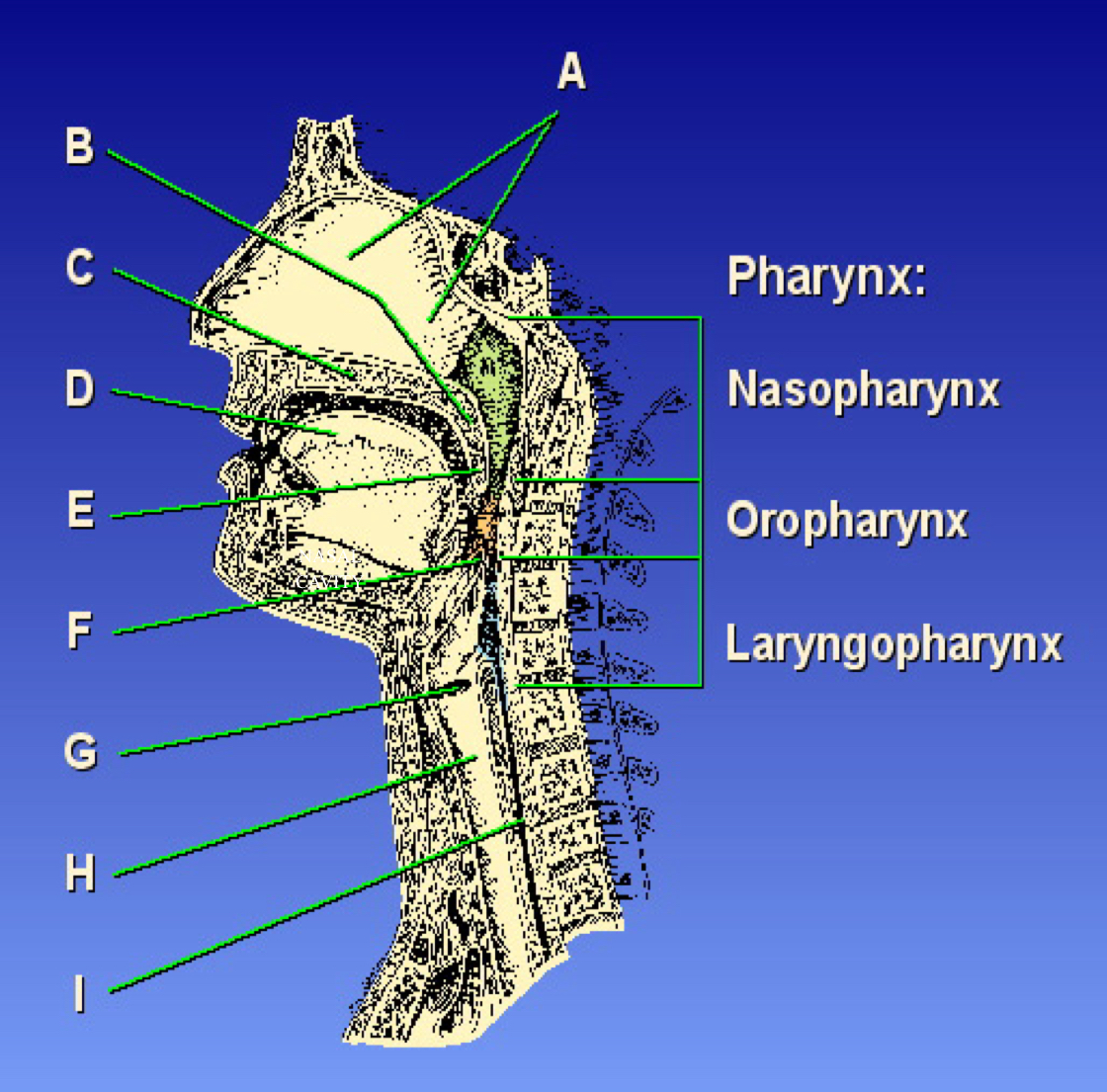 <p>What is A pointing to?</p>