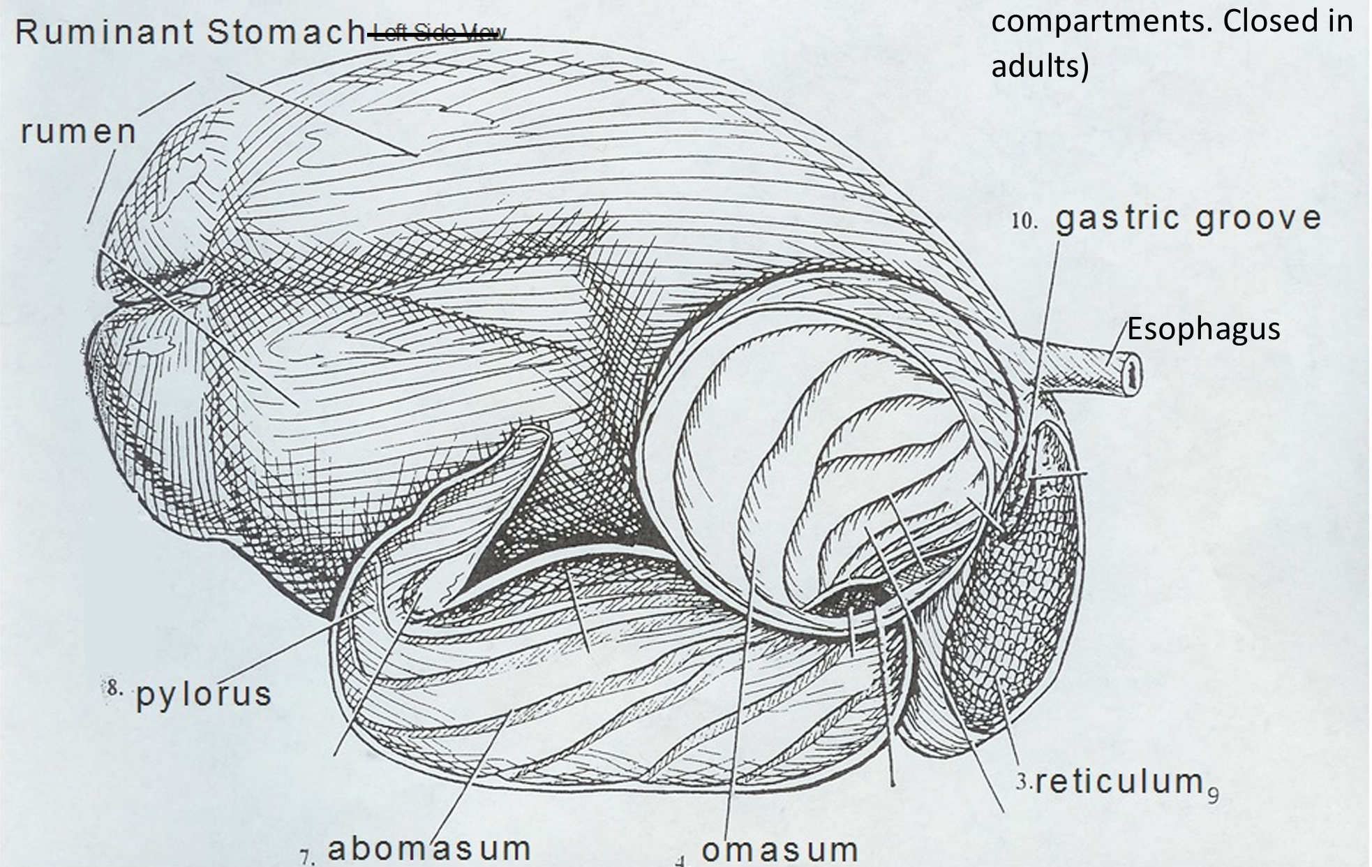 <ul><li><p>Rumen </p><ul><li><p>Largest, fermentation vat, rug-like</p></li></ul></li><li><p>Reticulum</p><ul><li><p>honeycomb, most ventral</p></li></ul></li><li><p>Omasum</p><ul><li><p>Akin to book pages, “butchers bible,” absorbs water</p></li></ul></li><li><p>Abomasum</p><ul><li><p>“True stomach” - glandular</p></li></ul></li></ul><p></p>