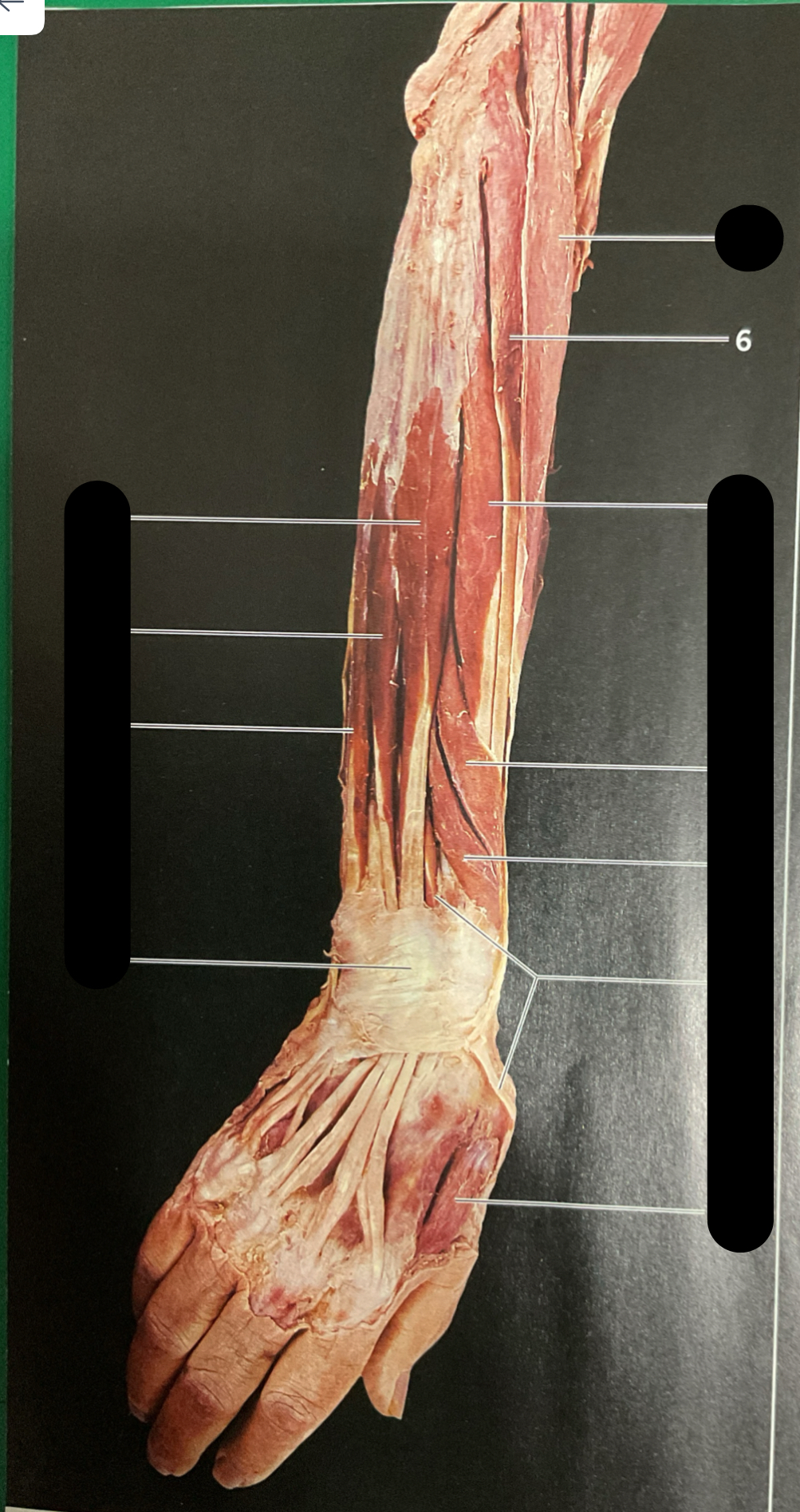 knowt flashcard image