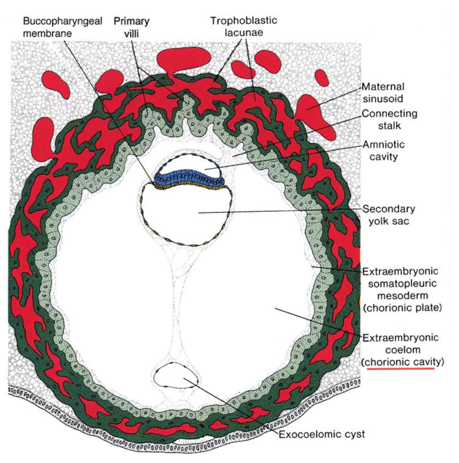 <ul><li><p>amniotic cavity, yolk sac, and chorionic cavity</p></li><li><p>chorionic cavity</p></li></ul><p></p>