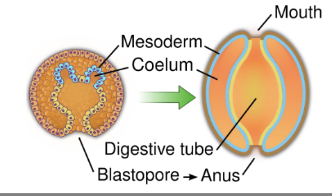 <ul><li><p>Blastopore becomes the anus of the organism</p></li><li><p>&amp; a second opening develops to become the mouth</p></li></ul><p></p>