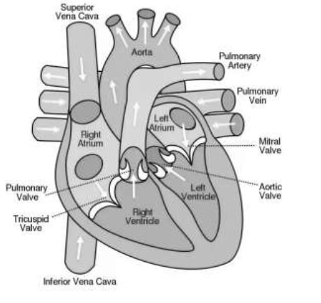 
1. Deoxygenated blood from the upper parts and lower parts of the body enter the right atrium via the superior and inferior vena cava.
2. Blood from right atrium flows to the right ventricle, via tricuspid valve. Deoxygenated blood from right ventricle is pumped to the lungs via the pulmonary artery.
3. In the lungs, exchange of gases takes place. Carbon dioxide is given out. Oxygen is absorbed by the blood. Oxygenated blood returns to the heart via pulmonary vein and enters the left atrium.
4. Blood flows from the left atrium to the left ventricle, via bicuspid valve/mitral valve. Oxygenated blood from the left ventricle is sent to all body parts via the aorta.