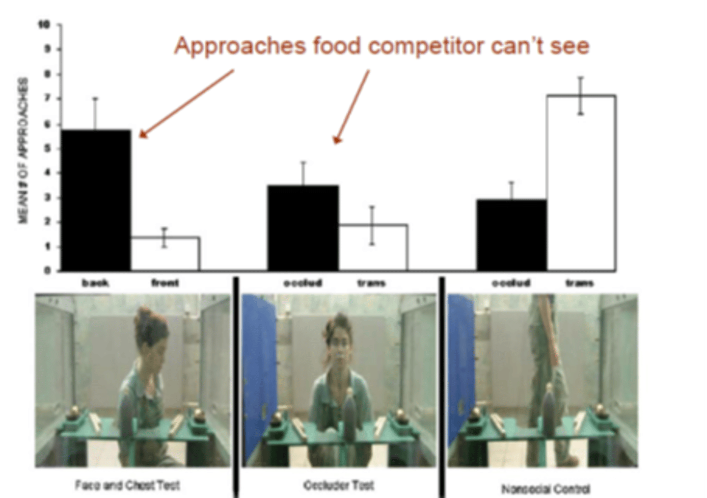 <p>Chimps tend to reach for the food where presumably the humans cannot see it, (left) (based on body orientation) </p><p>- aware of what experimenter cant see and goes for that side. </p>