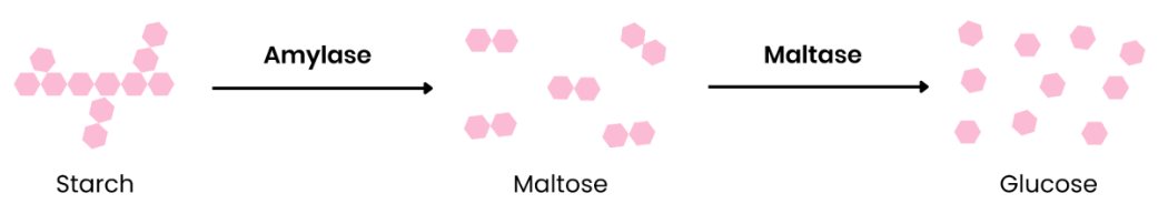 <p>Amylase (produced by salivary glands/ pancreas) hydrolyses starch to maltose. </p><p>Membrane-bound maltase (attached to cells lining ileum) hydrolyses maltose to glucose. </p><p>Hydrolysis of glycosidic bond. </p>