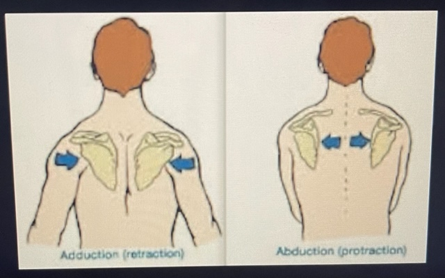 <ul><li><p>Abduction: Scapula moves laterally away from spinal column</p></li><li><p>Adduction: Scapula moves medially toward spinal column</p></li></ul>