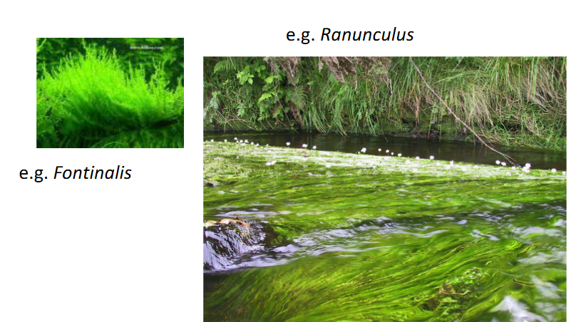 <p>Attached mosses &amp; macrophytes</p>