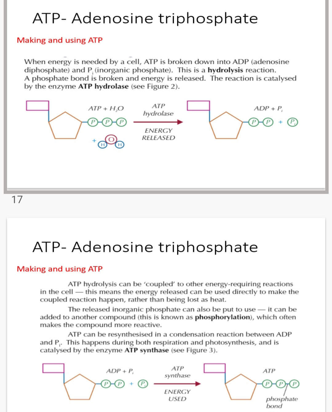 <p>1.phosphate. 2.hydrolase. *coupled 3.reactive</p><p class="has-focus">4.ADP. 5.synthase</p>
