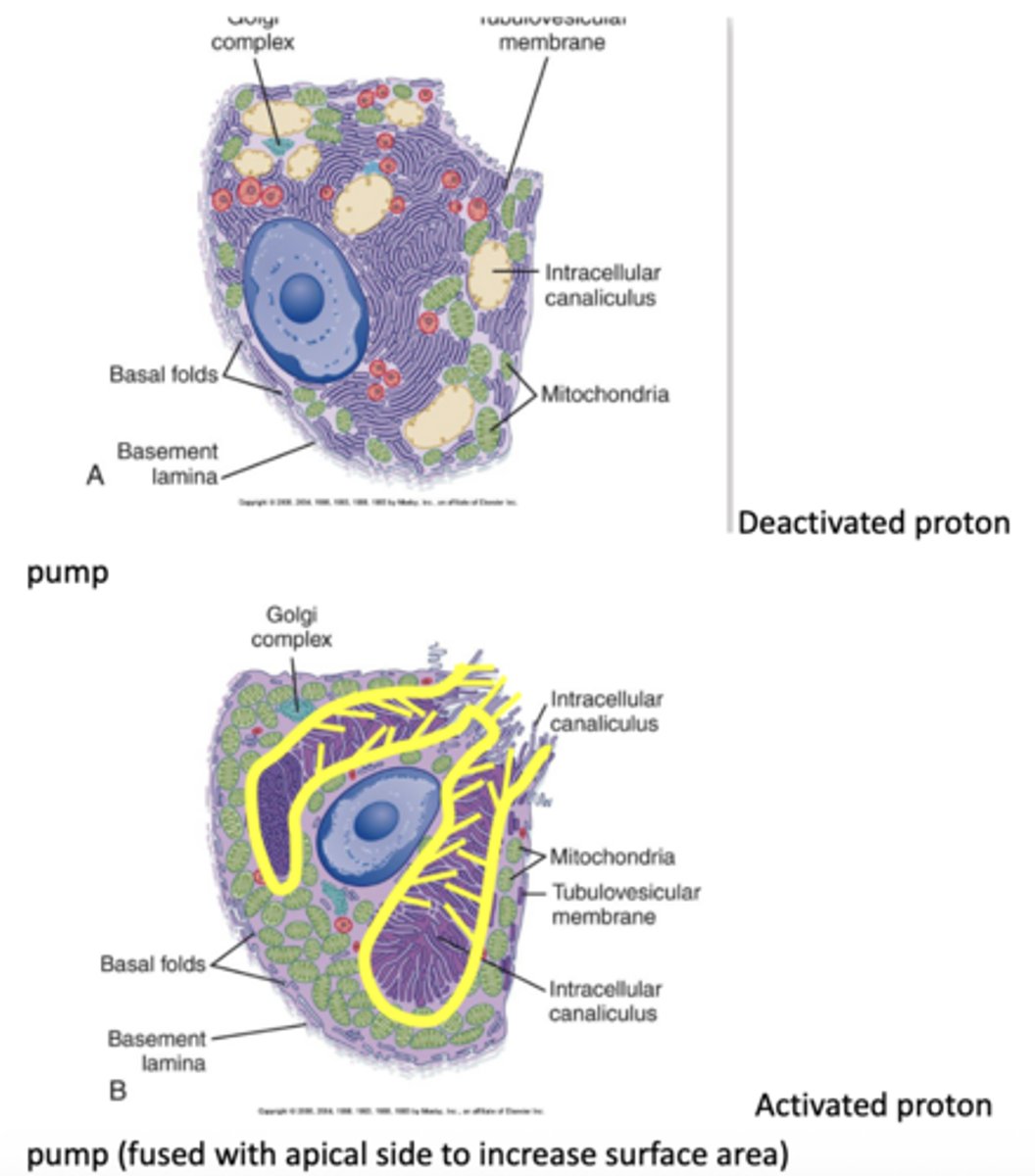 <p>describe how the proton pump is "activated" in the stomach parietal cells to facilitate acid secretion</p>