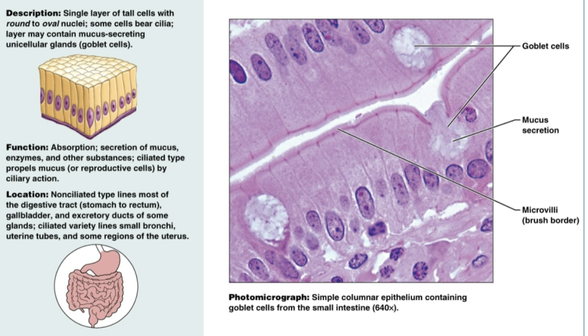 <p>single-layer of elongated, cylindrical cells with oval nuclei. Functions to absorb and secrete mucus in the digestive tract, gallbladder, and excretory ducts of some glands</p>