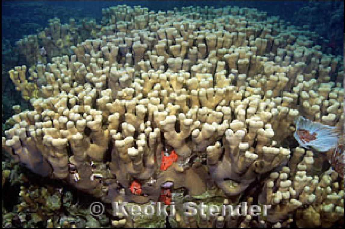 <p>Porites compressa</p>
