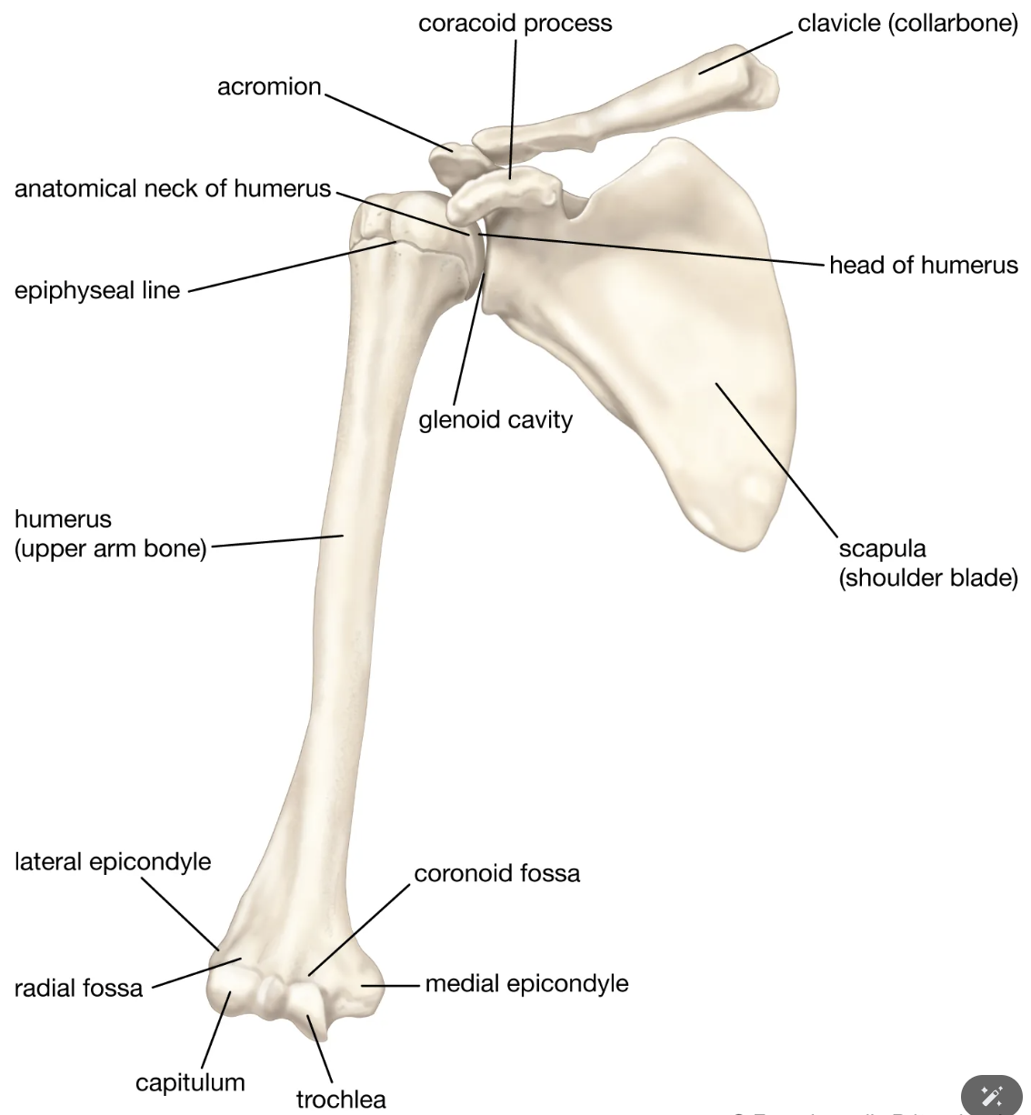 <p>De <strong>schouderkom</strong> van de scapula.</p>