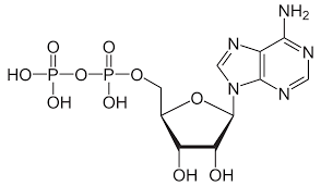 <p>Adenosine Diphosphate</p><ul><li><p>Contains the nitrogenous base adenine, the pentose sugar ribose &amp; 2 phosphate groups</p></li></ul><p></p>
