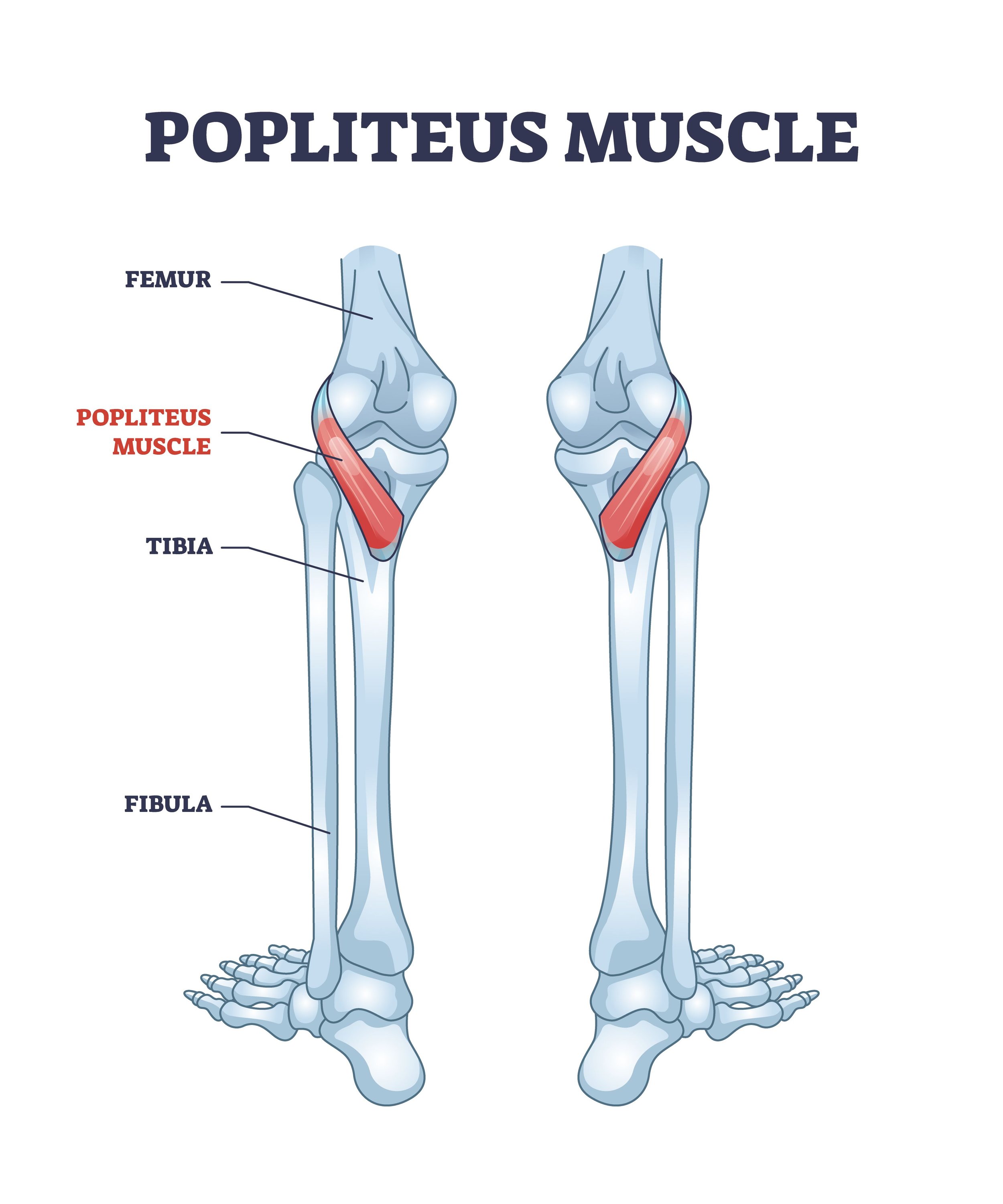 <p>A muscle that flexes and medially rotates the leg, located at the back of the knee.</p>