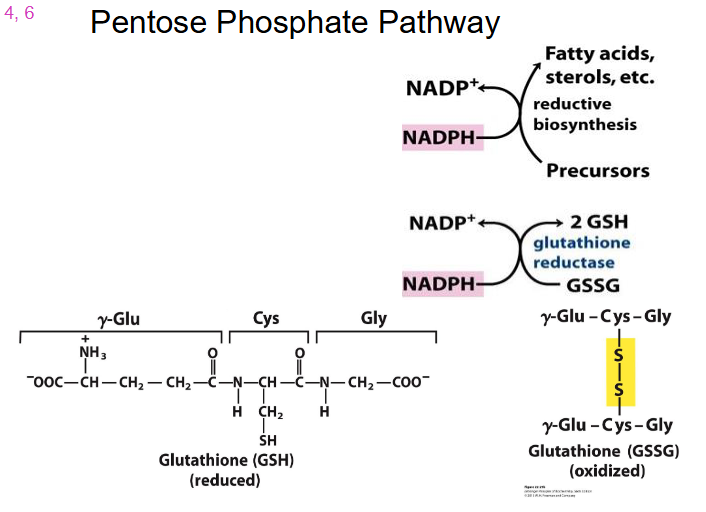 <p>Pentose Phosphate Pathway Products</p>