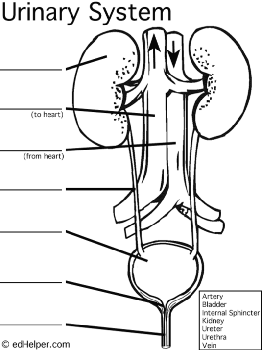 <p>Label this diagram</p><p></p>