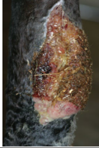 <p>each of the pathways needs to be halted or reversed</p><p>apoptosis of cells</p><p></p><p>doesn’t always work!</p><ul><li><p>can lead to chronic, suppurative inflammation and a non-healing wound</p></li><li><p>excessive granulation tissue (proud flesh in horses) </p></li></ul><p></p>