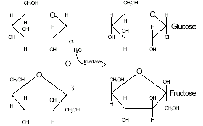 <p>Opposite of condensation </p><p>Adding water to break the glycosidic bond to form two monosaccharides j</p>