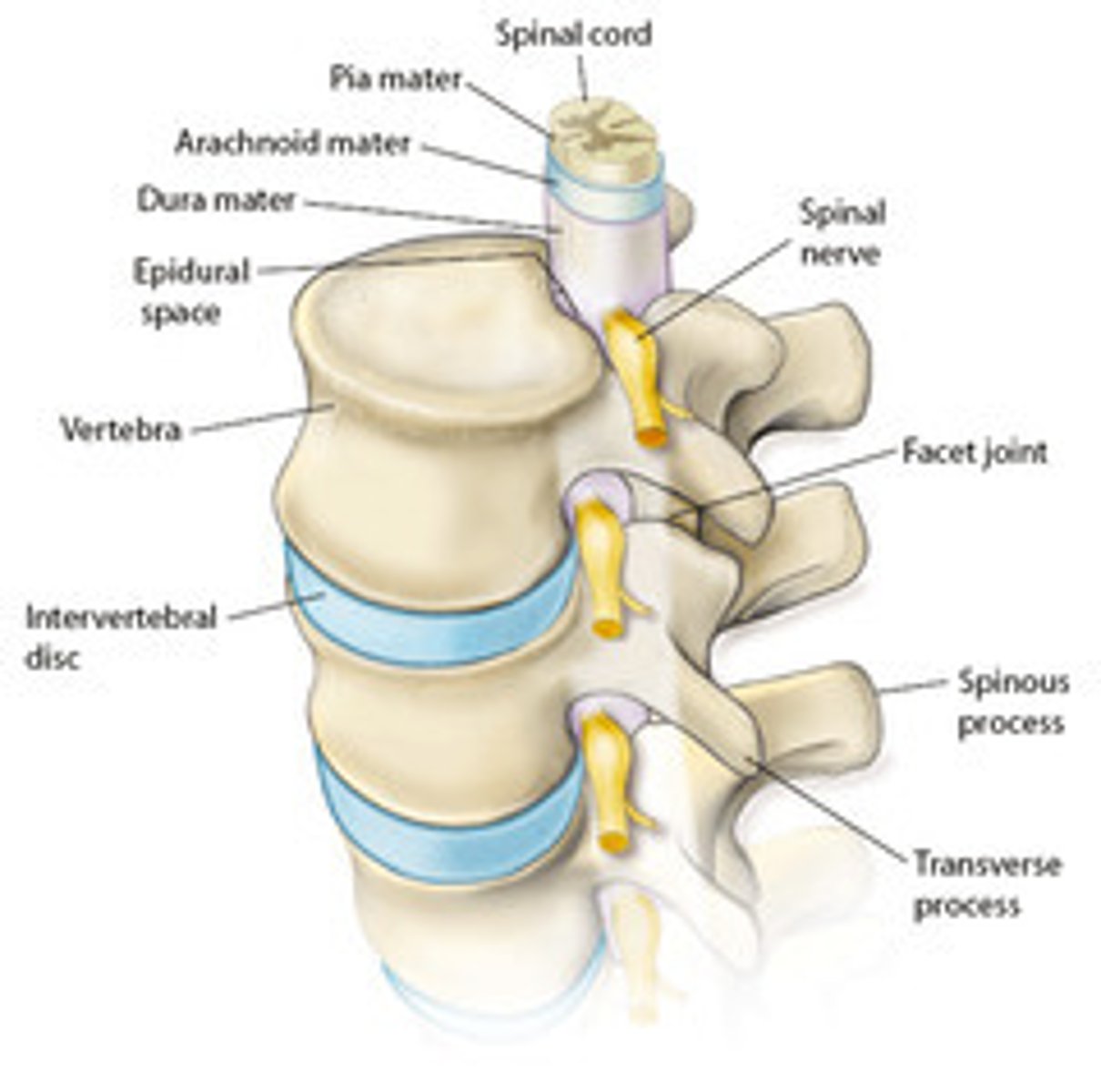 <p>outer layer surrounding the spinal cord</p>