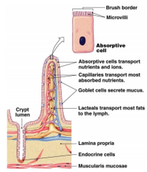 <p>Has a large surface area to absorb more food faster</p>