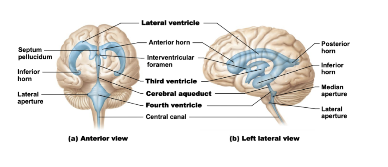<p><strong>Lateral Ventricles</strong>: In cerebral hemispheres (horseshoe-shaped)</p><p><strong>Third Ventricle</strong>: In diencephalon</p><p><strong>Fourth Ventricle</strong>: In hindbrain (between pons and cerebellum)</p><p><strong>Cerebral Aqueduct</strong>: Narrow channel through midbrain connecting 3rd and 4th ventricles</p>