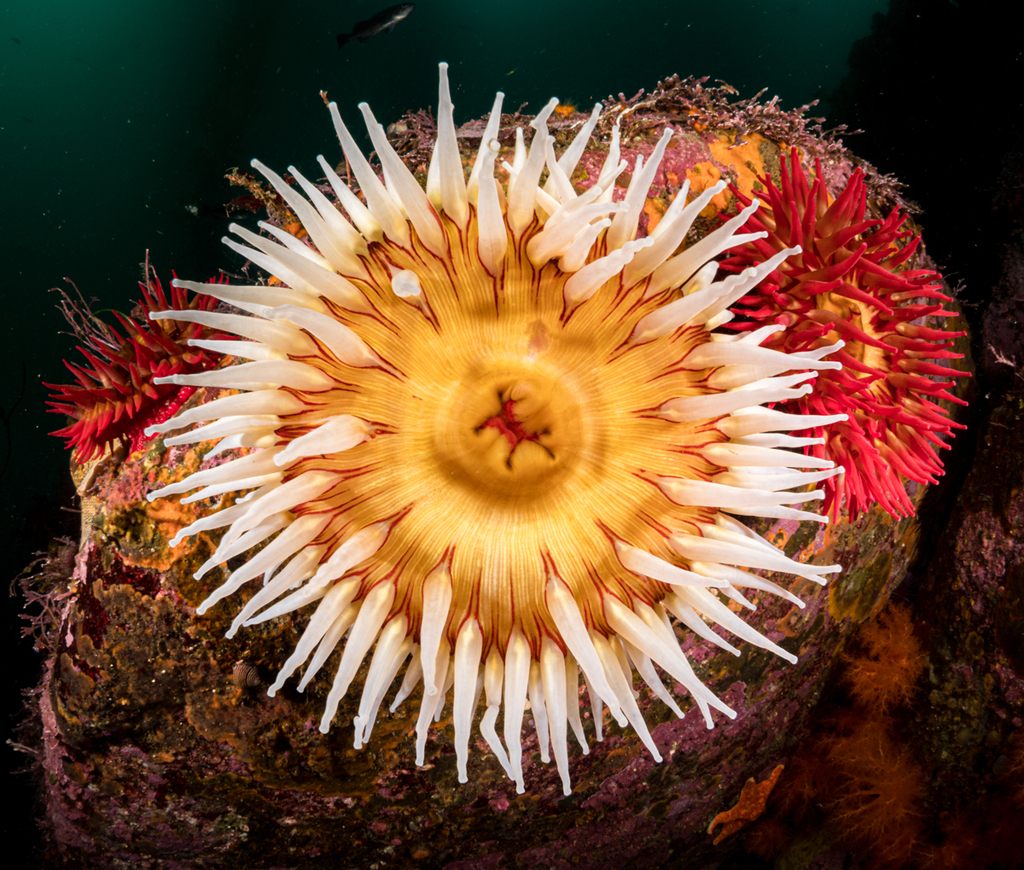 <p>part of class Anthozoa</p><p>sea anemones, hard corals</p><p>hexamerous (6) body plan</p><p>polyps larger, heavier than hydrozoan polyps</p><p>resides in costal areas</p><p>glide on pedal discs</p><p>oral discs</p><p>carniverous</p><p>some can swim</p>